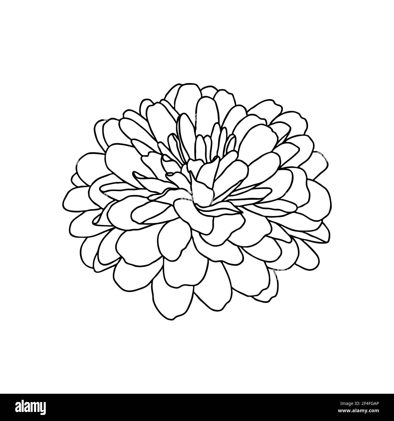 Dessin au trait de la fleur de chrysanthème isolée sur fond blanc. Esquisse dessinée à la main, illustration vectorielle. Élément décoratif pour tatouage, voiture de salutation Illustration de Vecteur