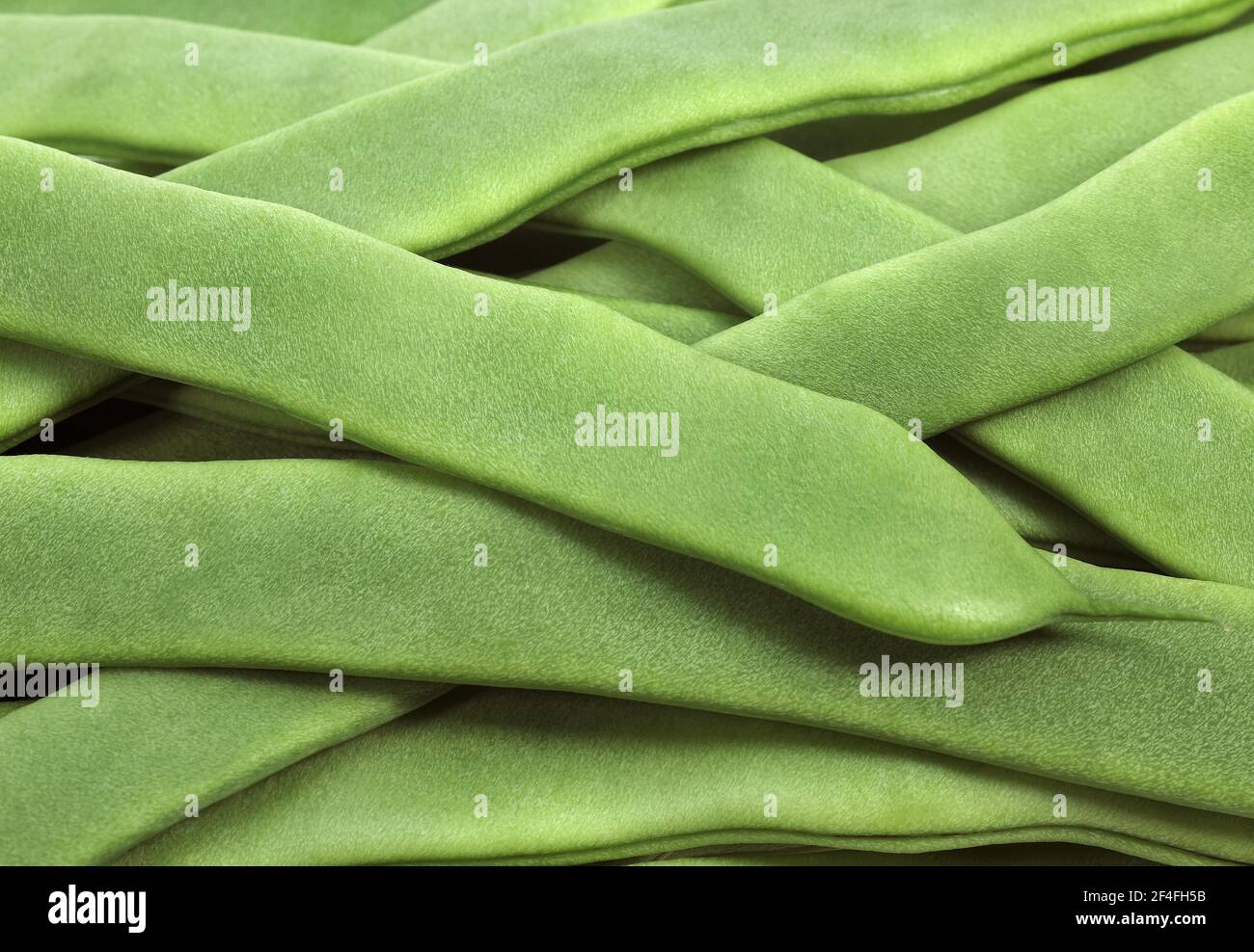 Haricot de jardin, haricot vert, haricot vert (phaseolus vulgaris), haricot papillon, haricot français appelé Coco plat Banque D'Images