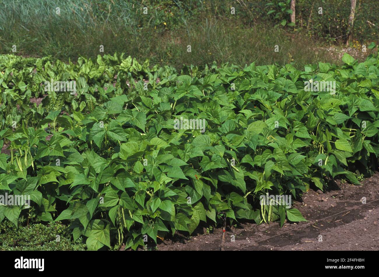 Haricot de jardin, haricot vert, haricots verts (phaseolus vulgaris), plante à papillons, haricots verts ou haricots français au jardin des légumes Banque D'Images