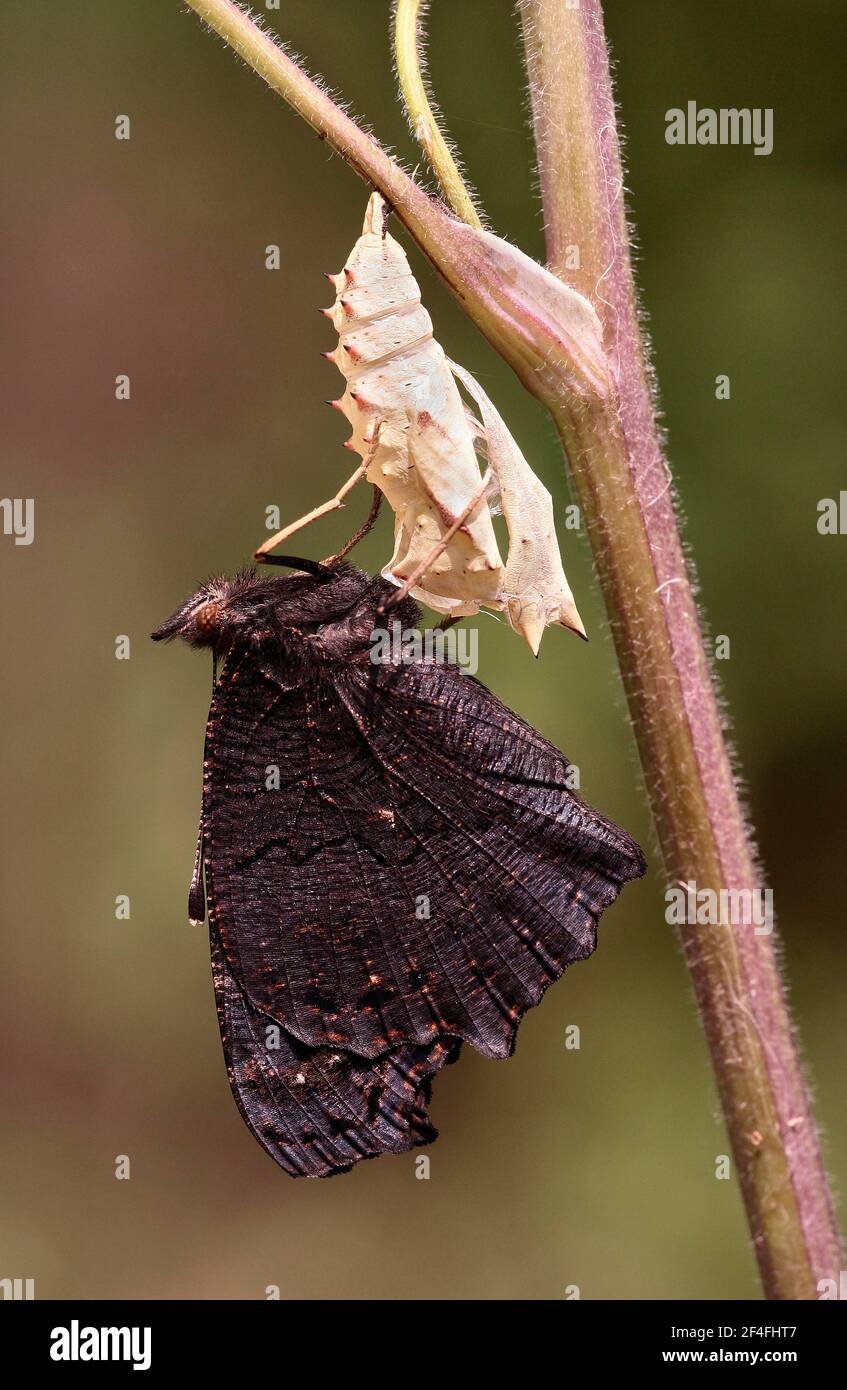 European Peacock (Aglais io) Doll, Rhénanie-Palatinat, Allemagne Banque D'Images