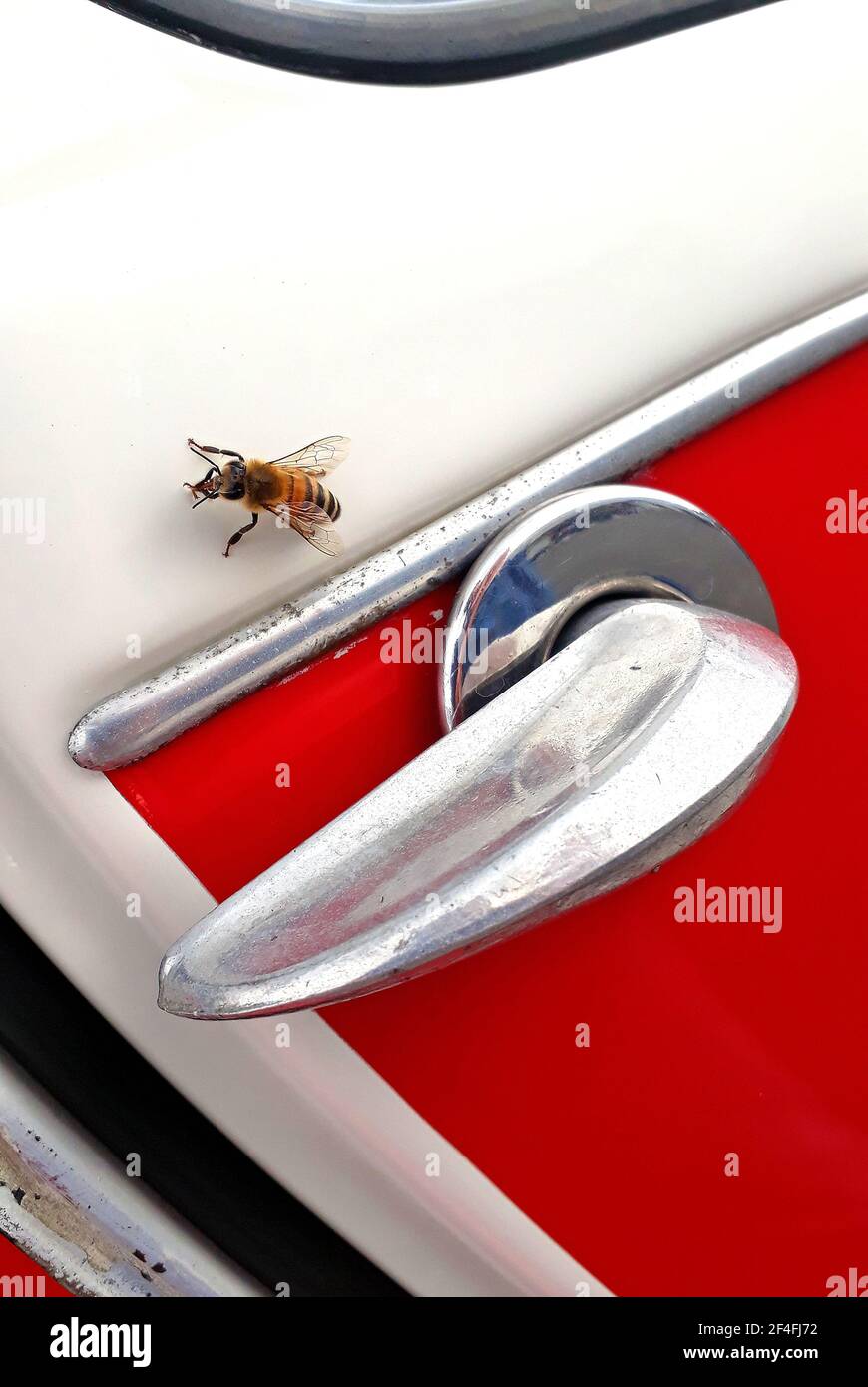 Abeille simple sur une poignée de porte Citroën 2CV Banque D'Images