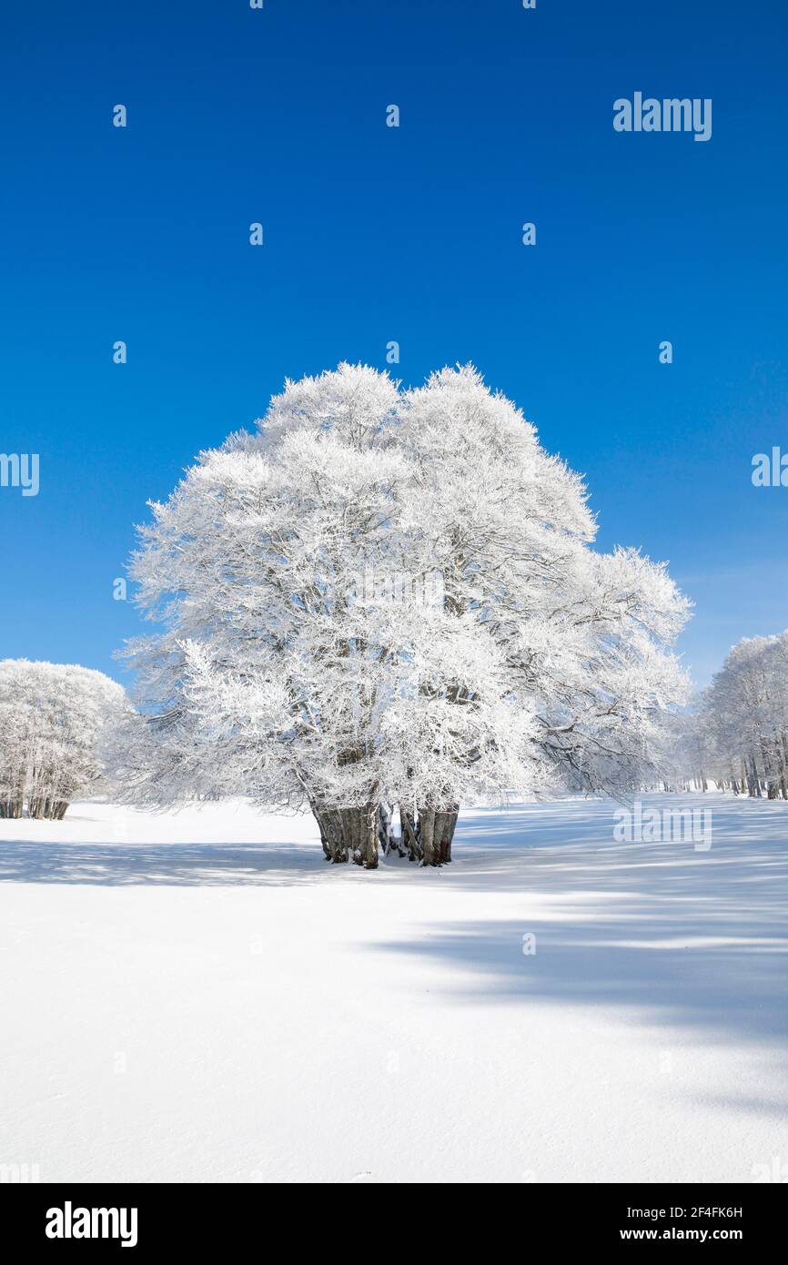 Grand hêtre recouvert de neige profonde sous ciel bleu à Neuchâtel Jura, Suisse Banque D'Images
