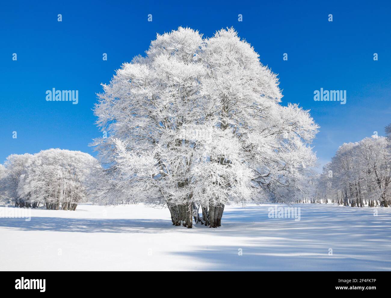 Grand hêtre recouvert de neige profonde sous ciel bleu à Neuchâtel Jura, Suisse Banque D'Images