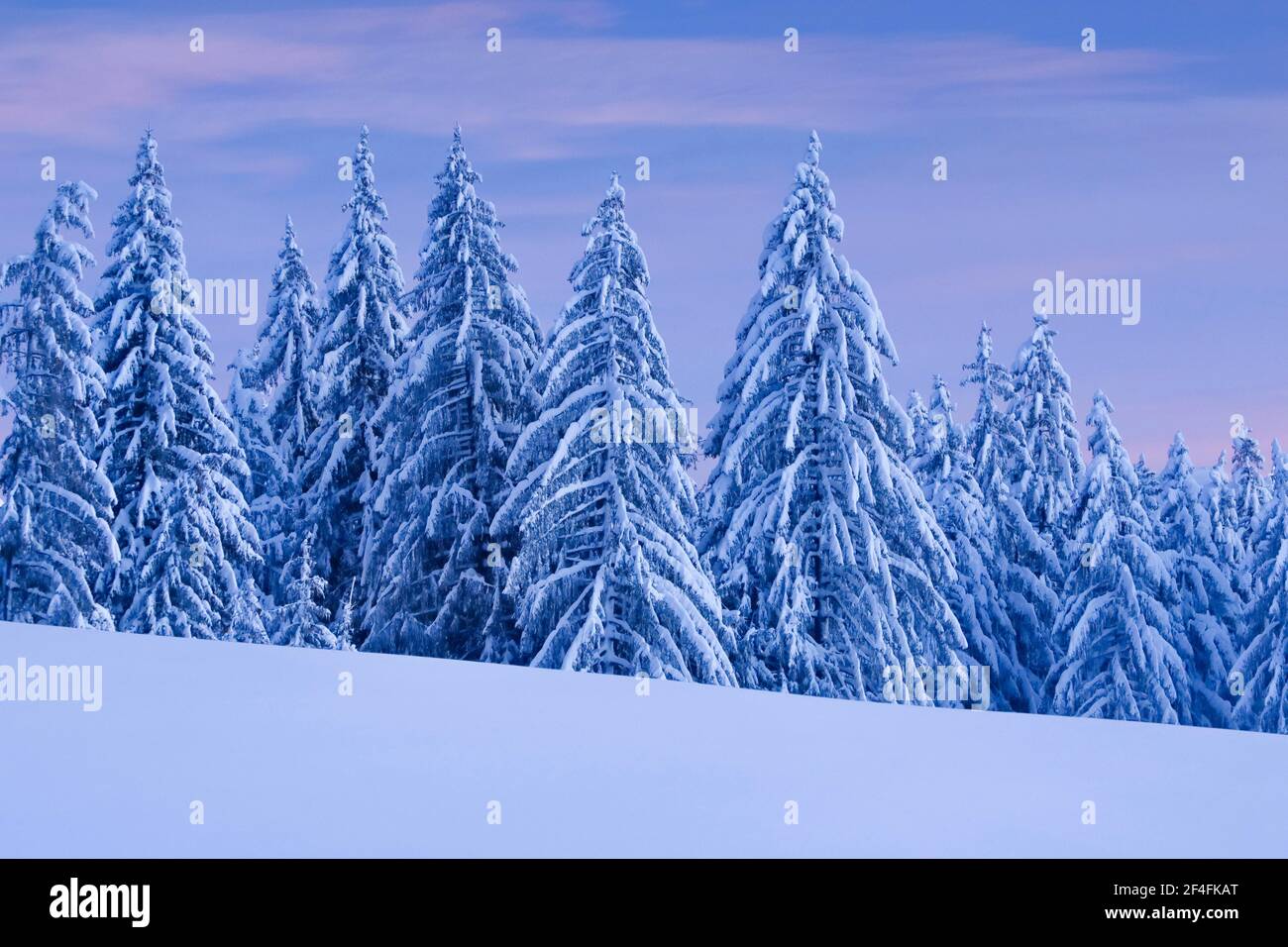 Forêt d'épicéa enneigé à Ratenpass, canton de Zug Suisse Banque D'Images