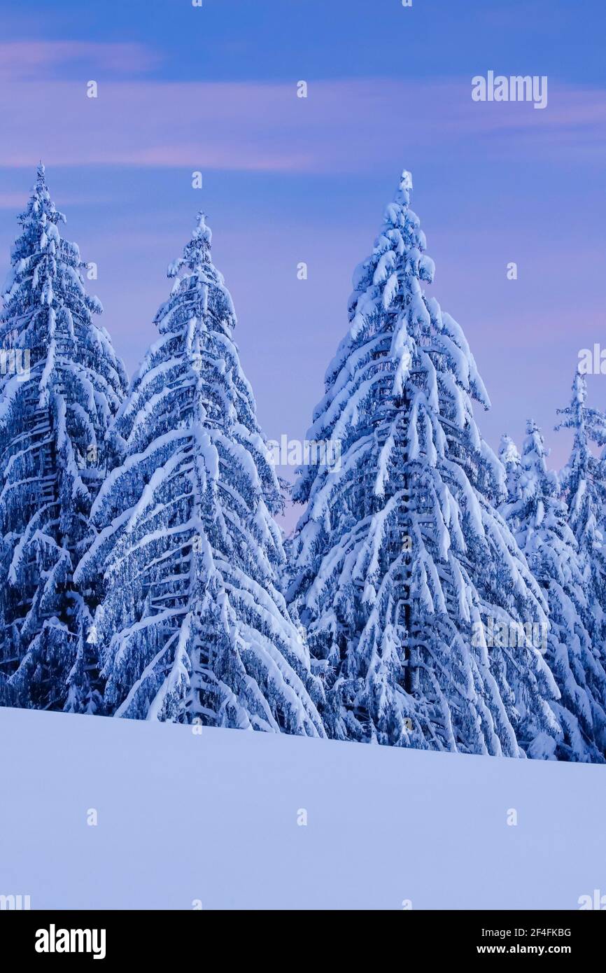 Forêt d'épicéa enneigé à Ratenpass, canton de Zug Suisse Banque D'Images