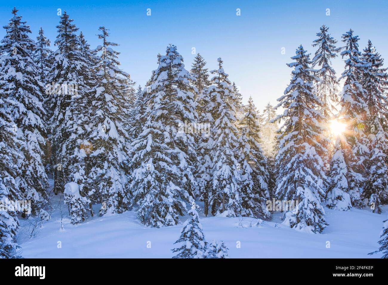 Forêt de sapin enneigé, Suisse Banque D'Images