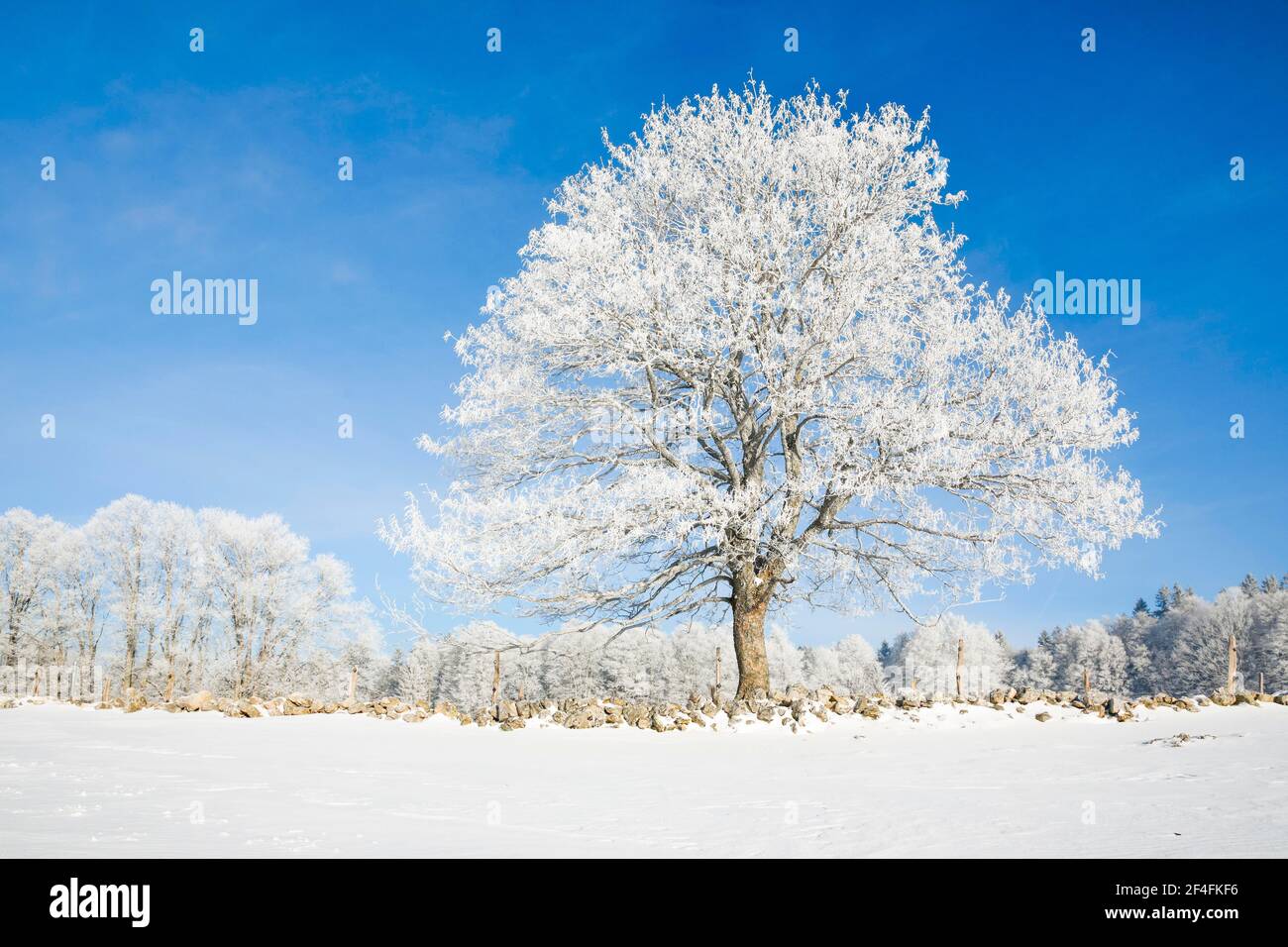 Tilleul neigeux près de Couvent dans la Valle de traverse, Neuchâtel Jura, Suisse Banque D'Images