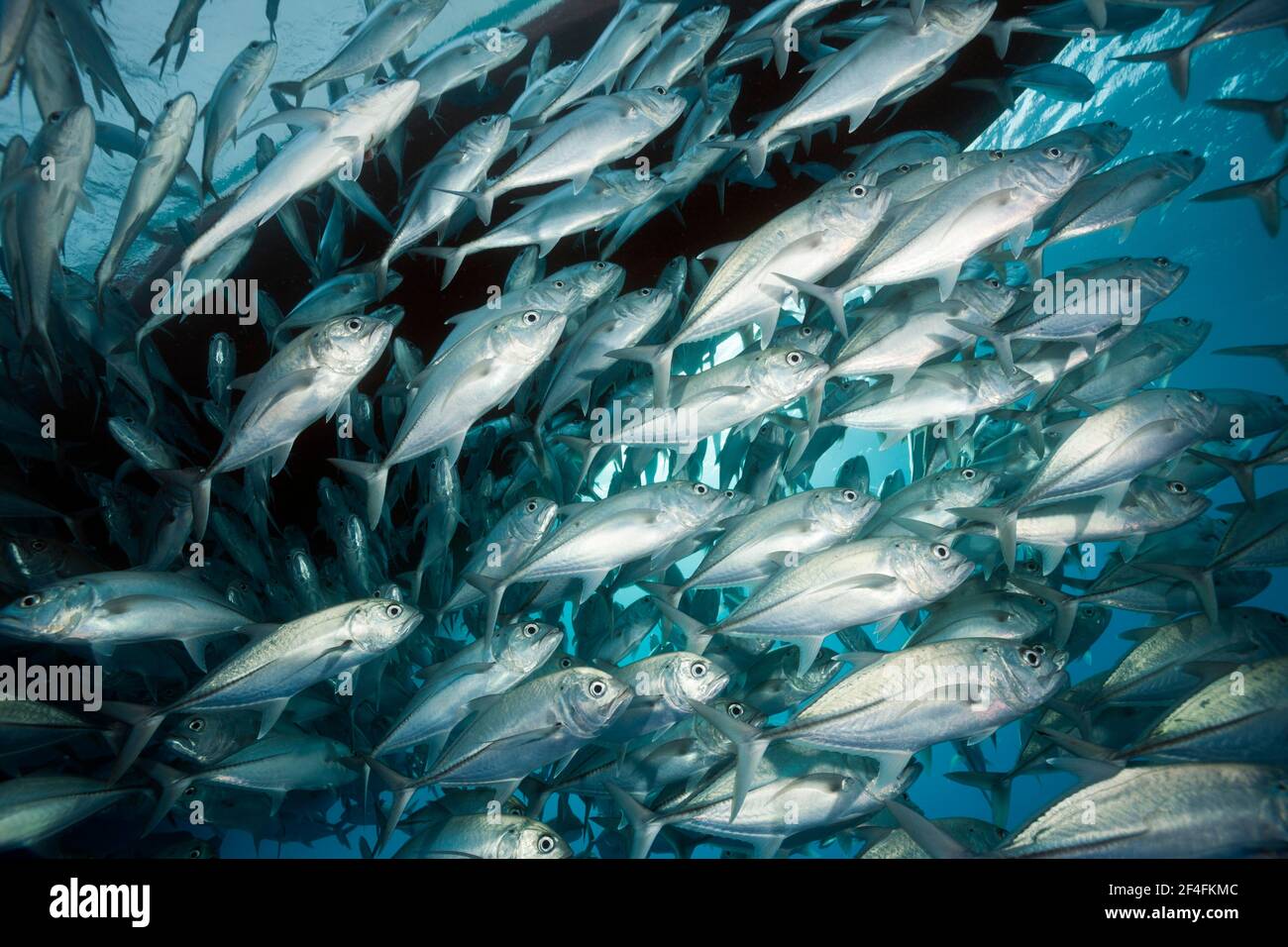 Shoal de l'aiguillat commun (Caranx sexfasciatus), Grande barrière de corail, Australie Banque D'Images