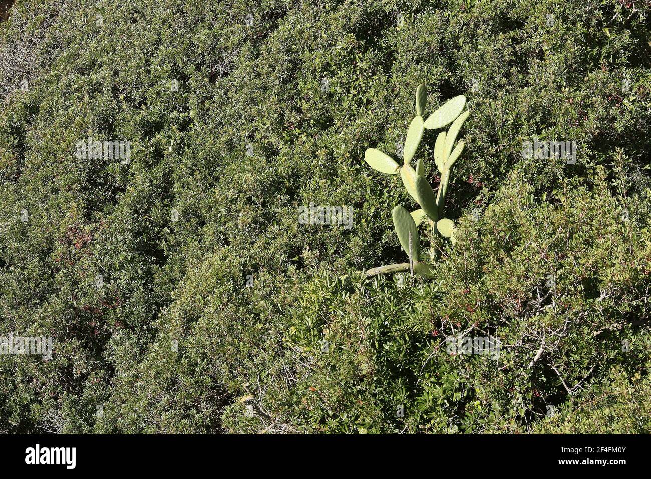 Cactus sur un côté d'une colline en bord de mer Ville de Lloret de Mar sur la Costa Brava près Calella en Catalogne Espagne UE 2019 Banque D'Images