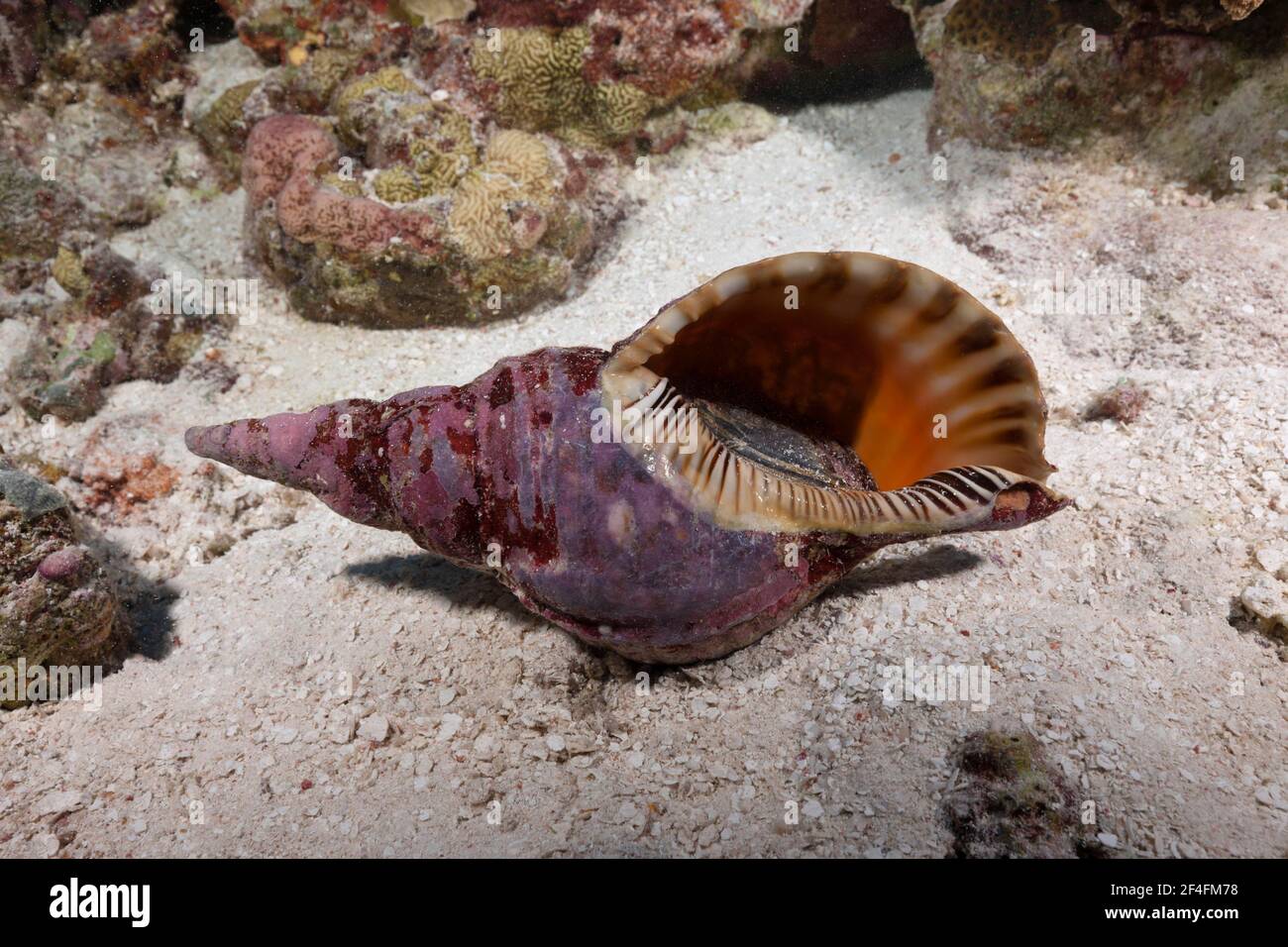 Trompette de Triton (Charonia tritonis), Osprey Reef, Mer de Corail, Australie Banque D'Images
