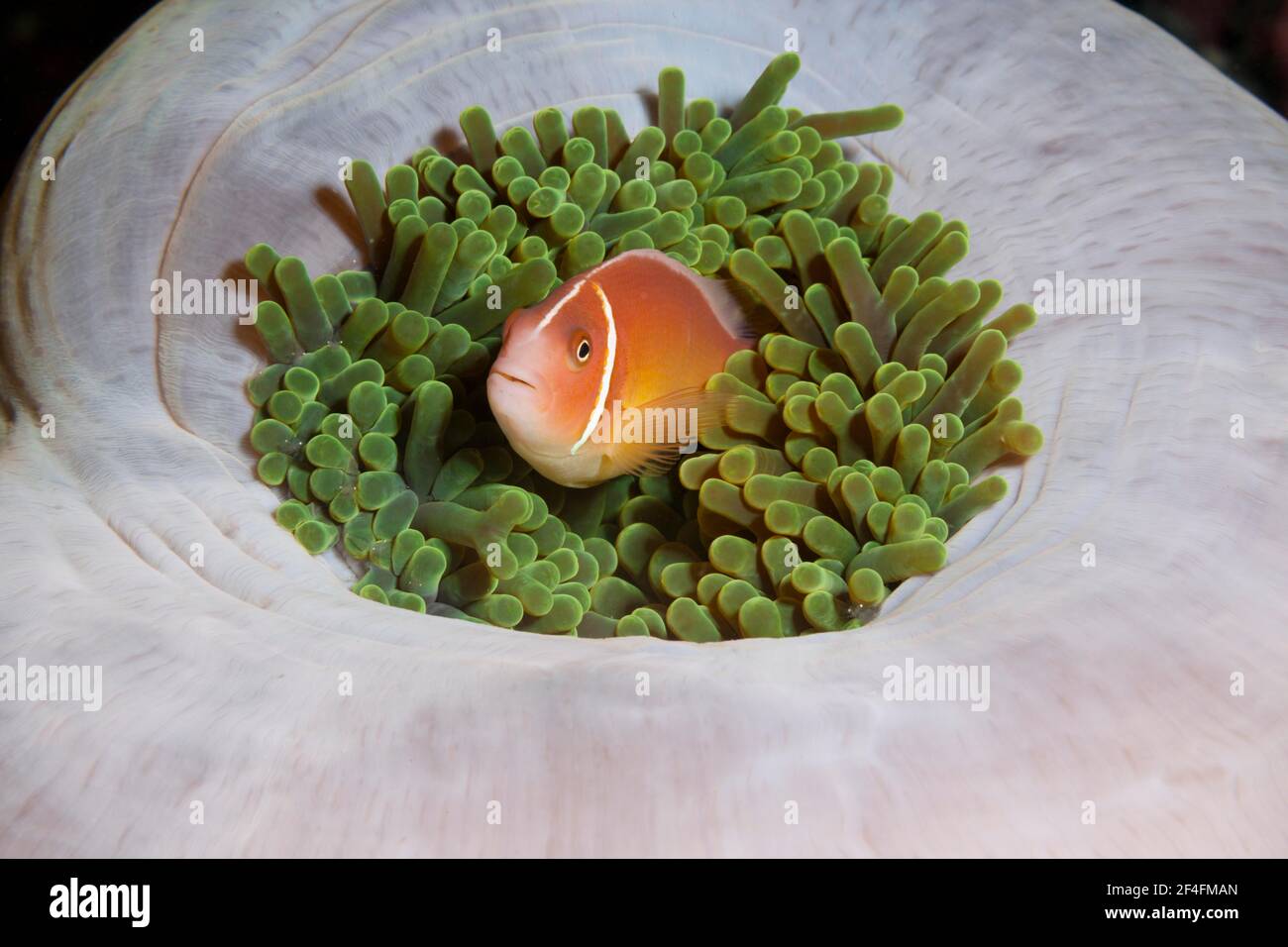 Poisson-clownfish à mouffette rose (Amphiprion perideraion), Îles de Floride, Îles Salomon Banque D'Images