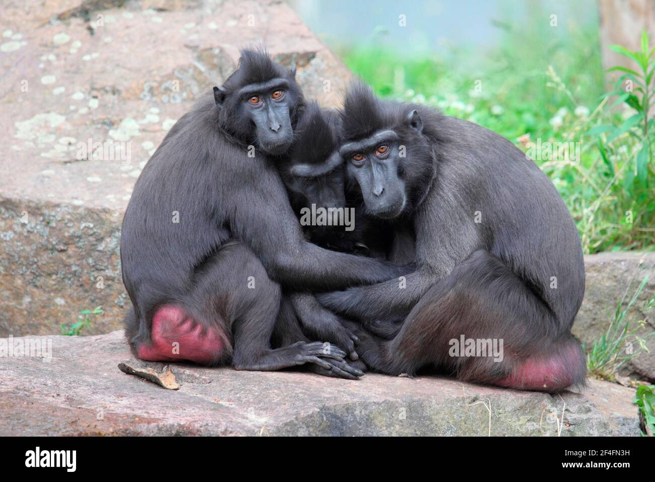 Celebes Crested Macaques (Macaca nigra) Banque D'Images