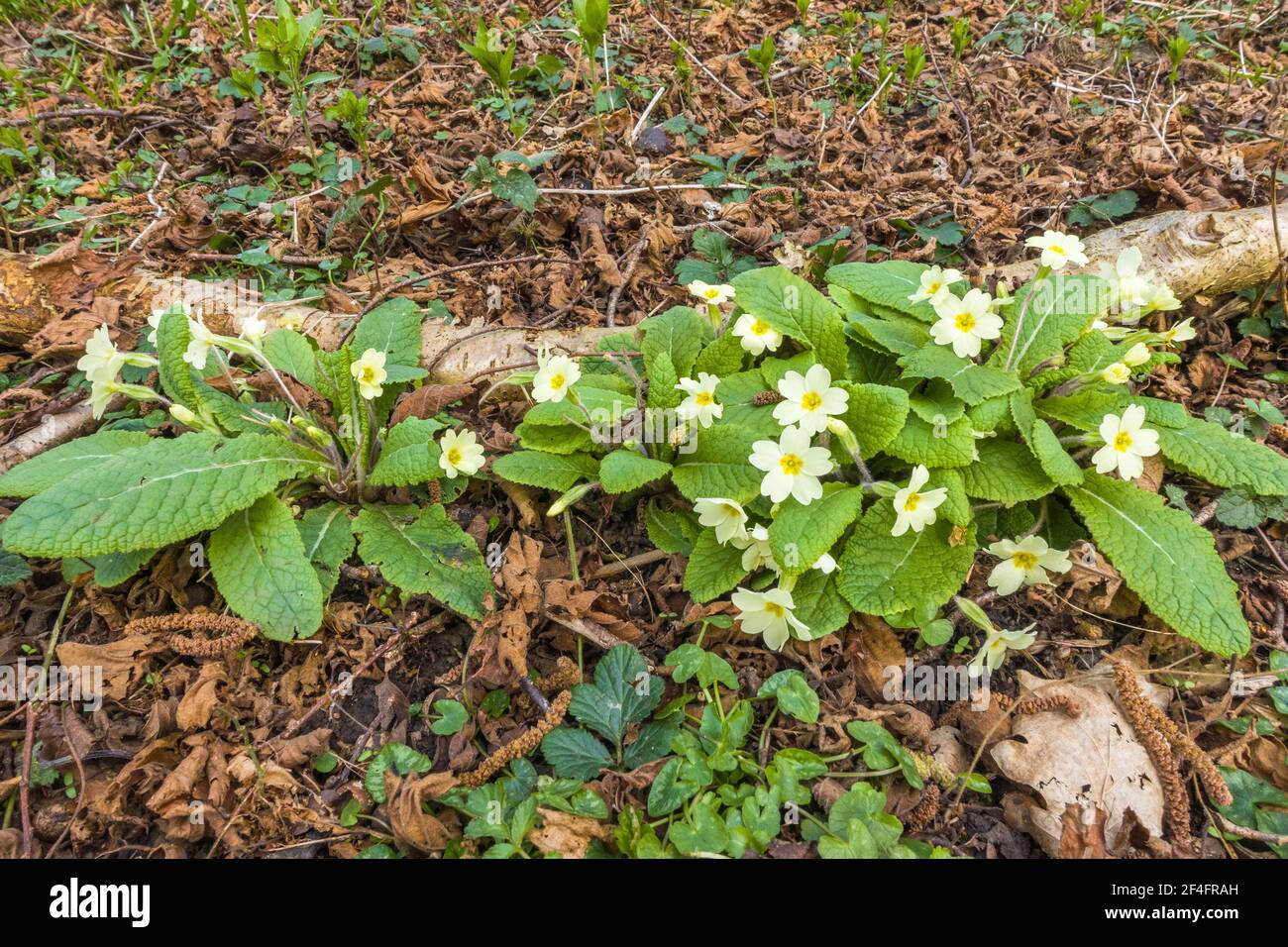 Primrose (Primula vulgaris) plante boisée qui fleurit de mars/juin, Woolwespérance Herefordshire, Royaume-Uni. Mars 2021. Banque D'Images