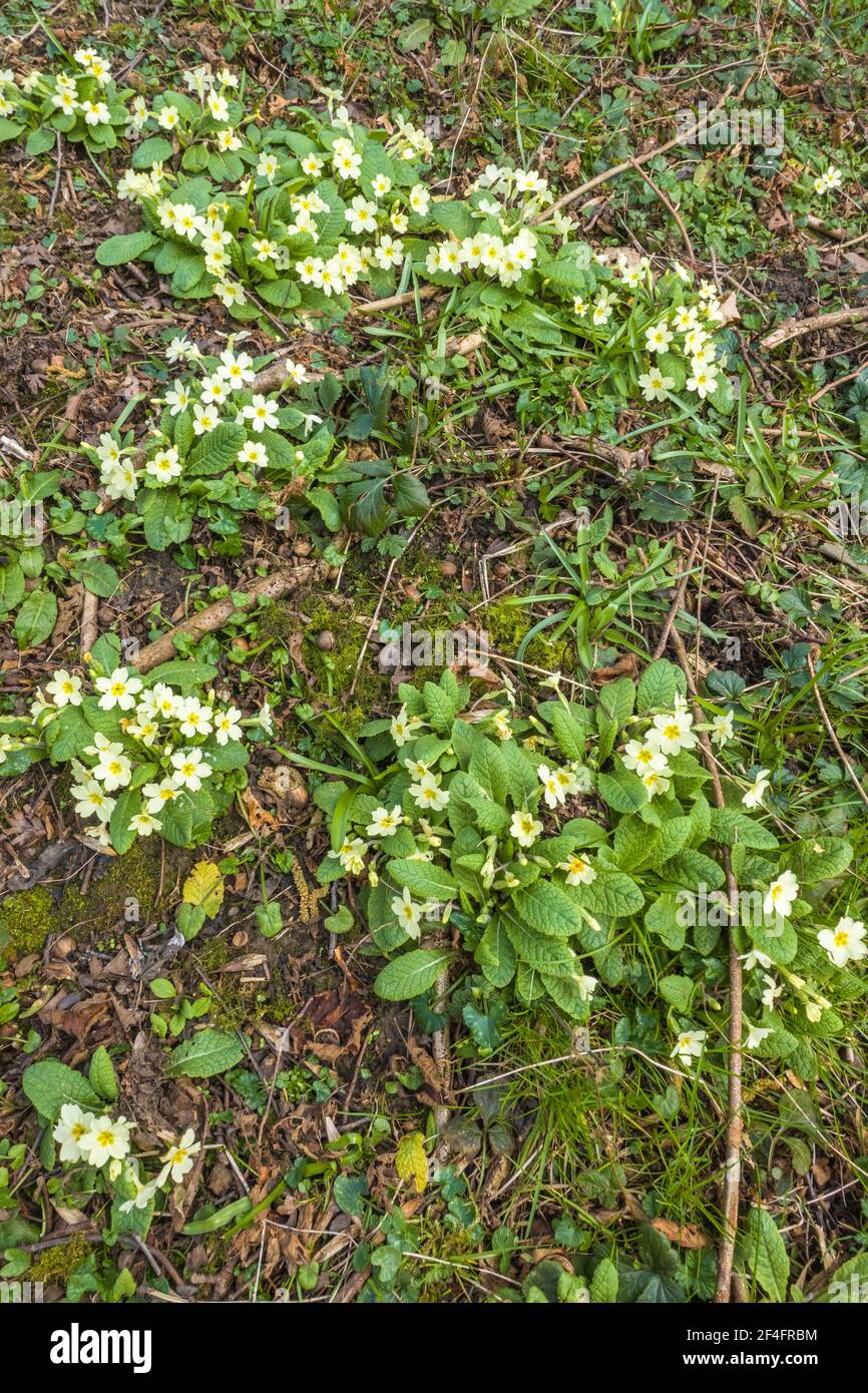 Primrose (Primula vulgaris) plante boisée qui fleurit de mars/juin, Woolwespérance Herefordshire, Royaume-Uni. Mars 2021. Banque D'Images