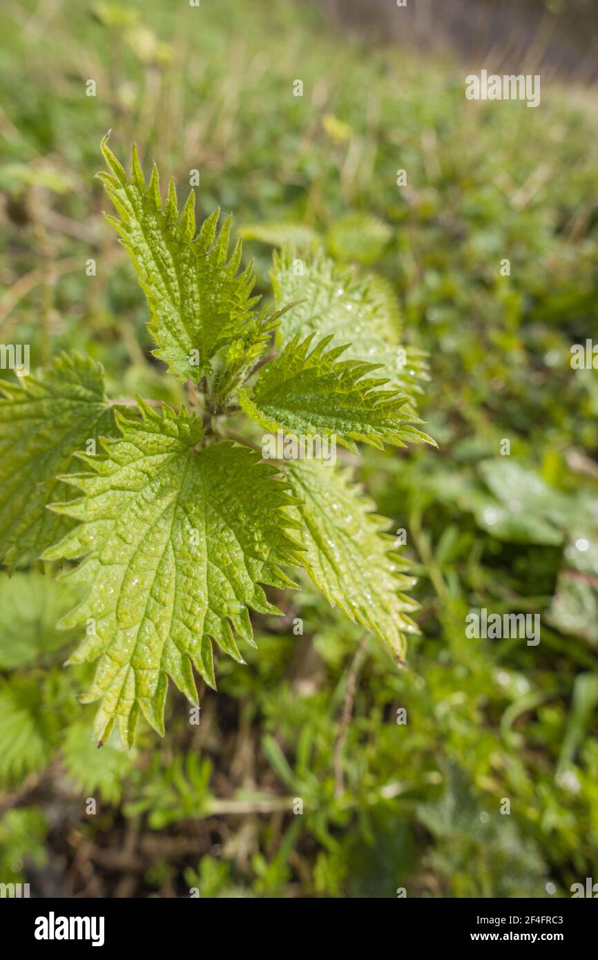 L'ortie commune (Urtica dioica) également connue sous le nom d'ortie en fleurs juin/août, Woolhope Herefordshire, Royaume-Uni. Mars 2021 Banque D'Images