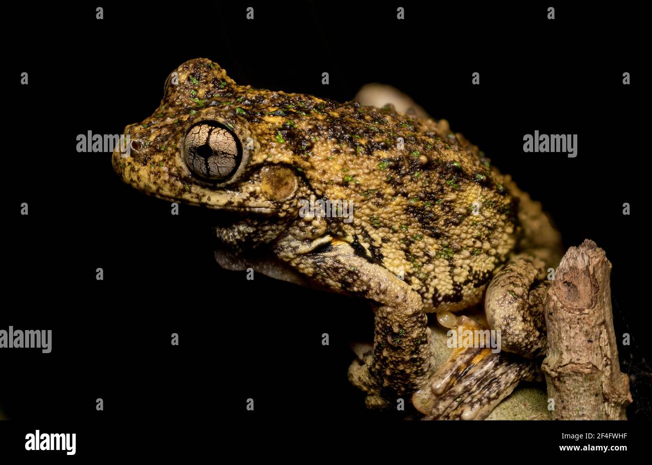 Peron's Tree Frog à Mt Tamborine, Queensland, Australie Banque D'Images