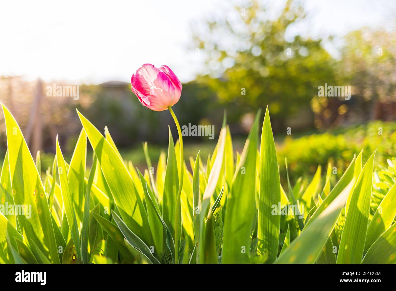 Une tulipe rose fleurit dans le jardin. En arrière-plan, verdure et végétation. Copiez l'espace et gros plan. Soleil. Banque D'Images