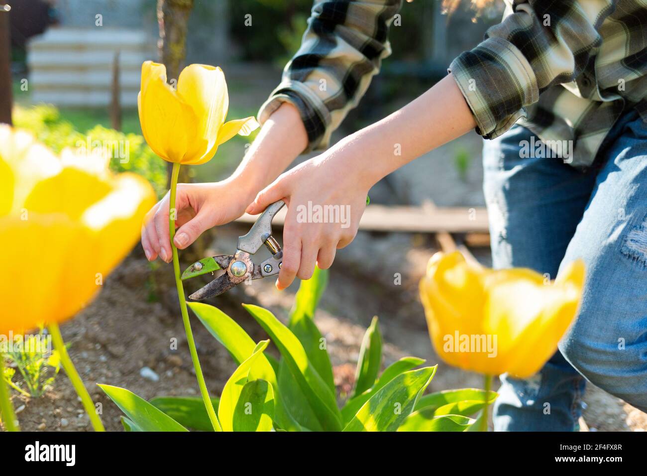 Une femme caucasienne coupe des tulipes jaunes avec un sécateur dans le jardin. En arrière-plan, la cour. Les mains en gros plan. Banque D'Images