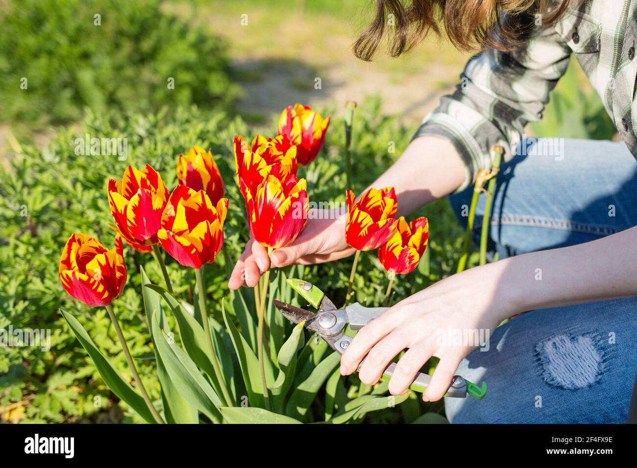Une femme brune caucasienne coupe des tulipes rouge-orange dans son jardin. En arrière-plan se trouve un jardin ensoleillé. Fermez les mains. Banque D'Images