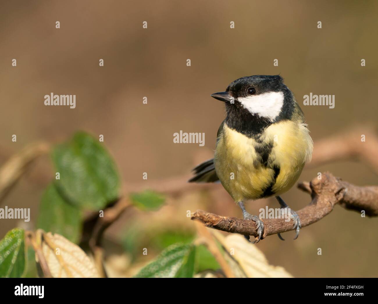 Great Tit (Parus Major) perchée dans le Warwickshire Banque D'Images