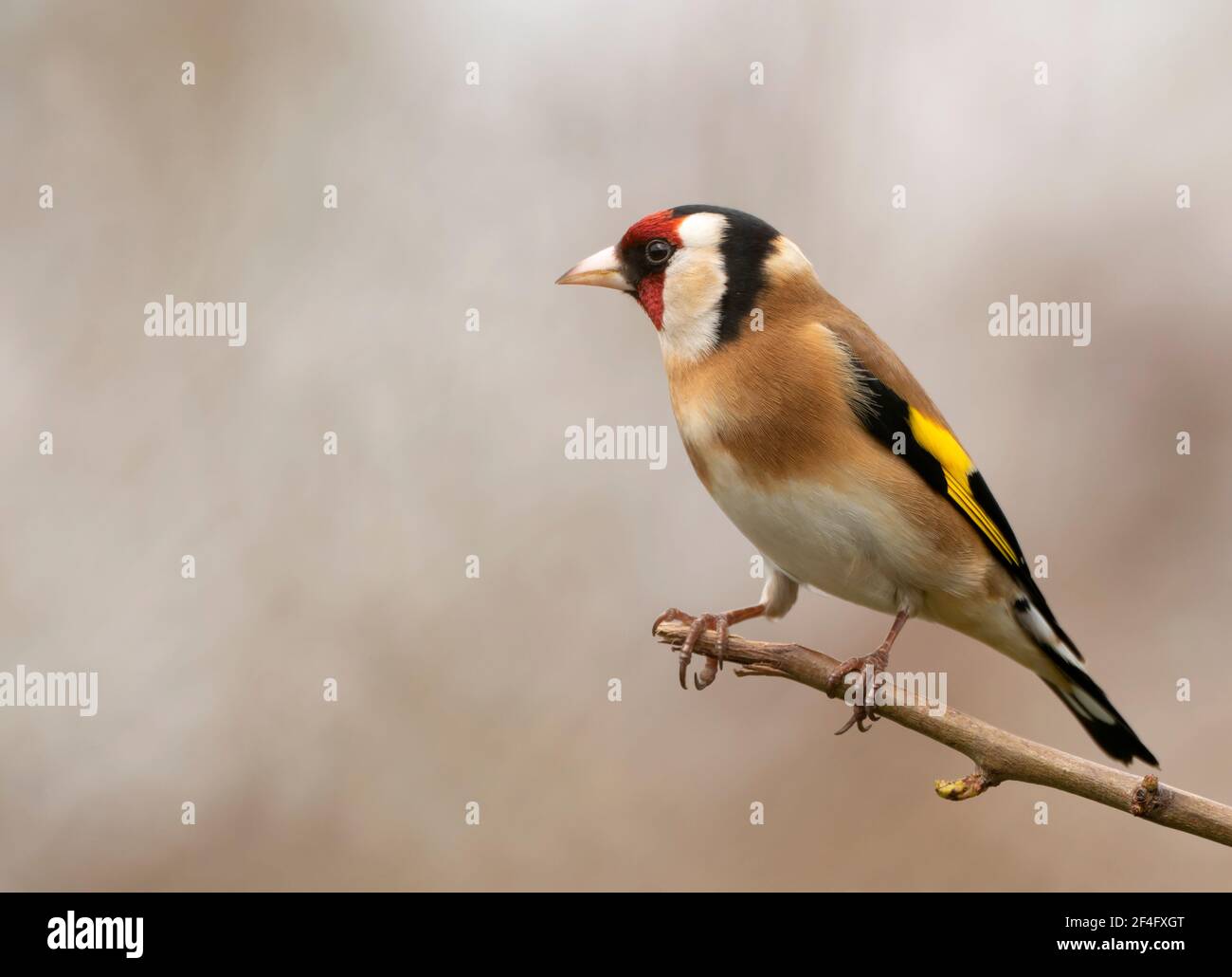 Goldfinch (Carduelis carduelis) perchée, Warwickshire Banque D'Images