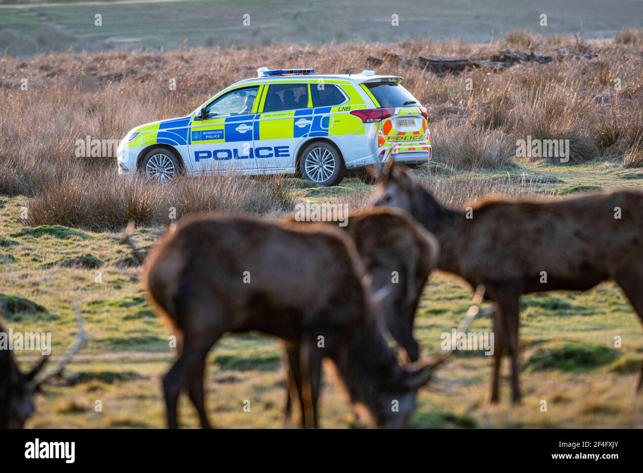 Une voiture de patrouille effectue une patrouille dans le parc Richmond, protégeant les cerfs et avertissant le public de garder leur distance et de ne pas effrayer les cerfs. Banque D'Images