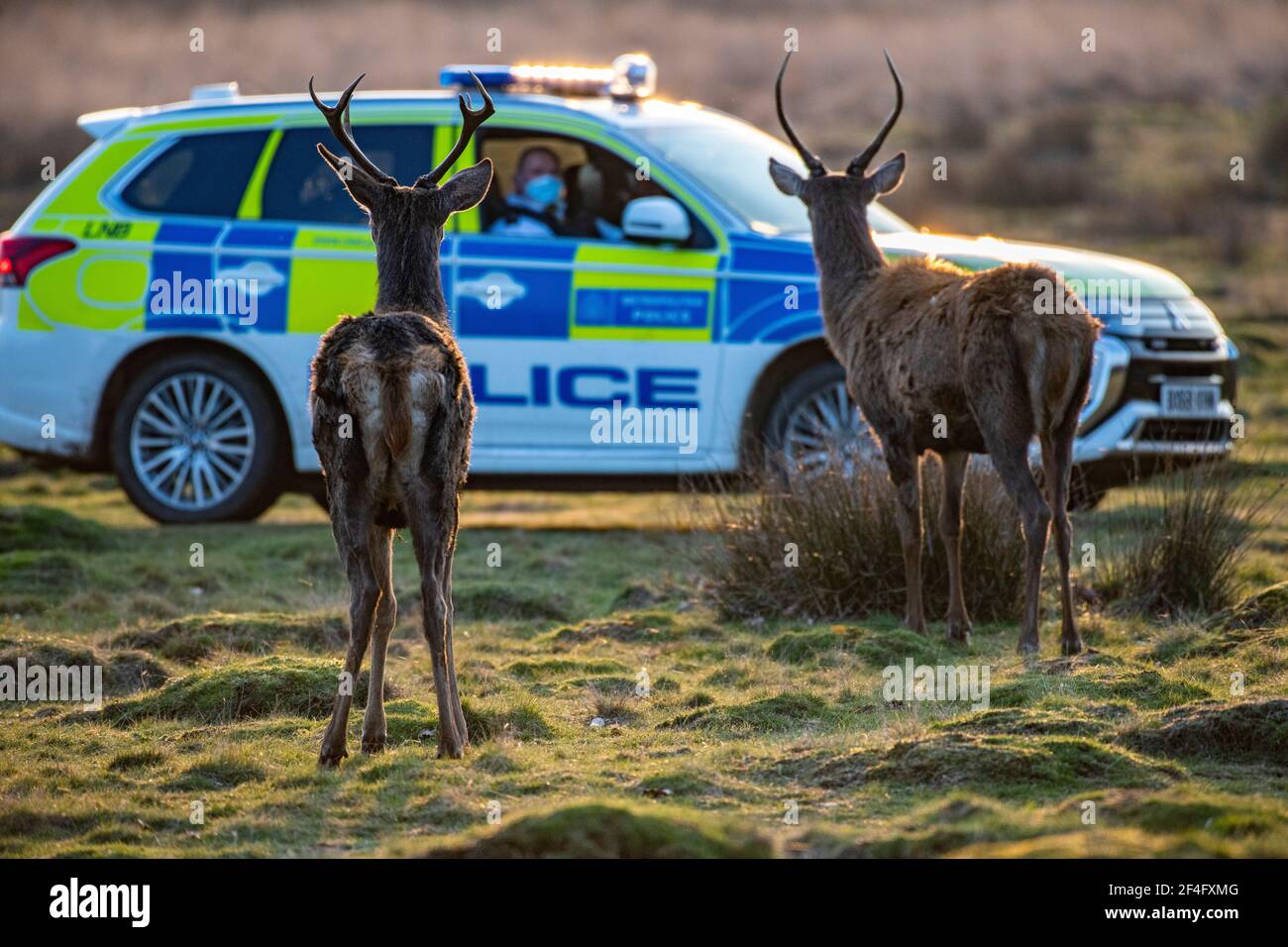 Une voiture de patrouille effectue une patrouille dans le parc Richmond, protégeant les cerfs et avertissant le public de garder leur distance et de ne pas effrayer les cerfs. Banque D'Images