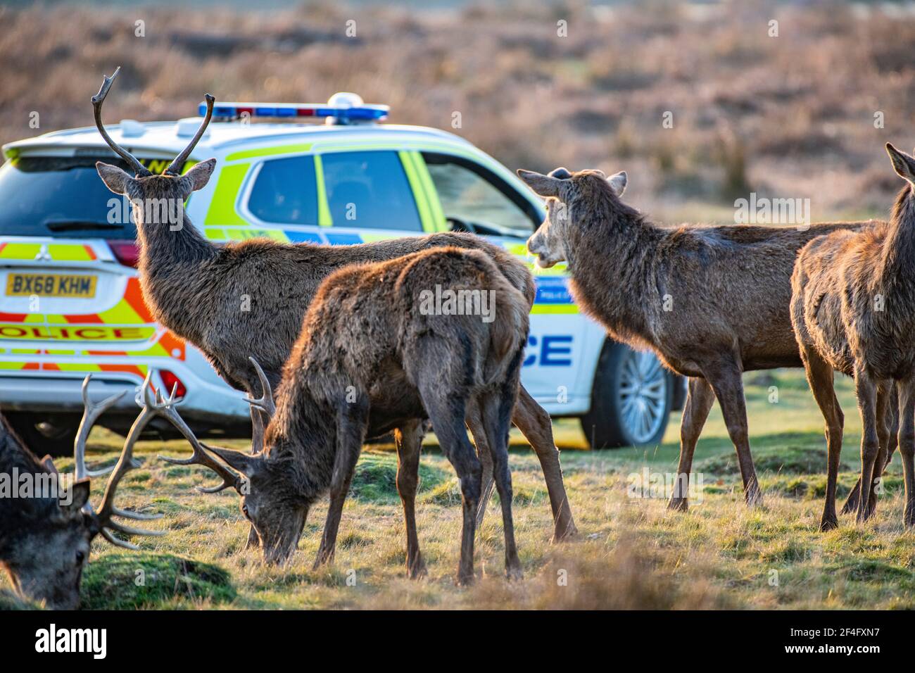 Une voiture de patrouille effectue une patrouille dans le parc Richmond, protégeant les cerfs et avertissant le public de garder leur distance et de ne pas effrayer les cerfs. Banque D'Images
