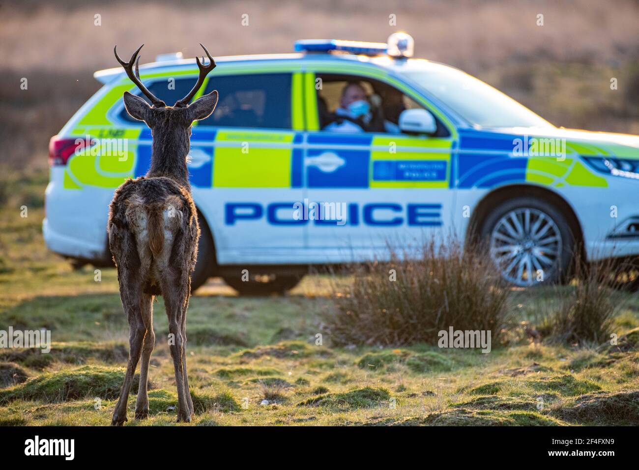 Une voiture de patrouille effectue une patrouille dans le parc Richmond, protégeant les cerfs et avertissant le public de garder leur distance et de ne pas effrayer les cerfs. Banque D'Images