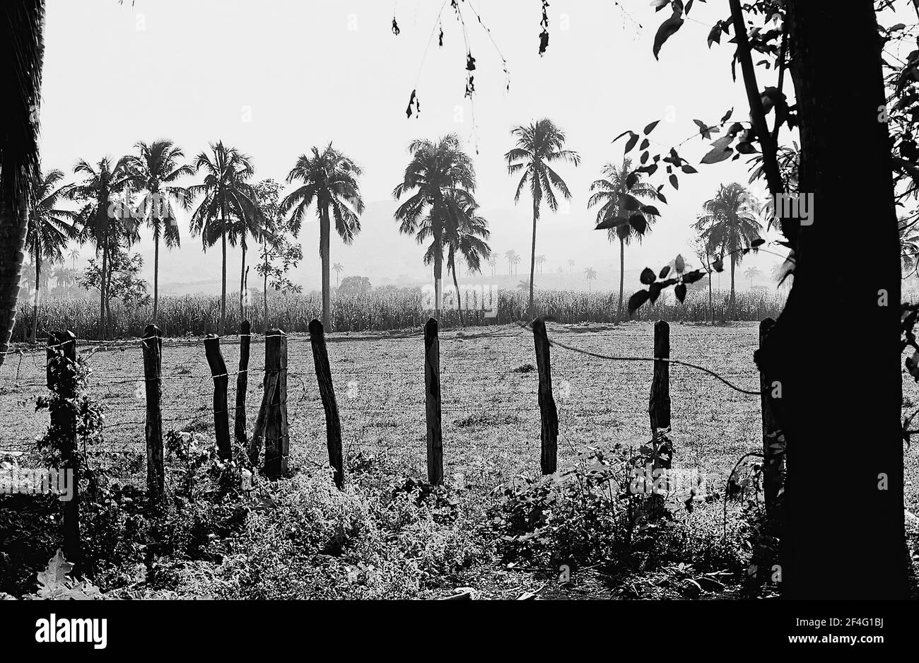 Paysage avec une ligne de palmiers à Biran, Cuba, province de Holguin, 1963. De la collection de photographies Deena Stryker. () Banque D'Images