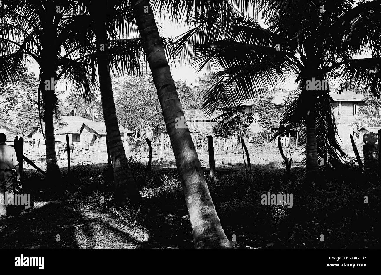 Ligne de palmiers, Biran, Cuba, province de Holguin, 1963. De la collection de photographies Deena Stryker. () Banque D'Images