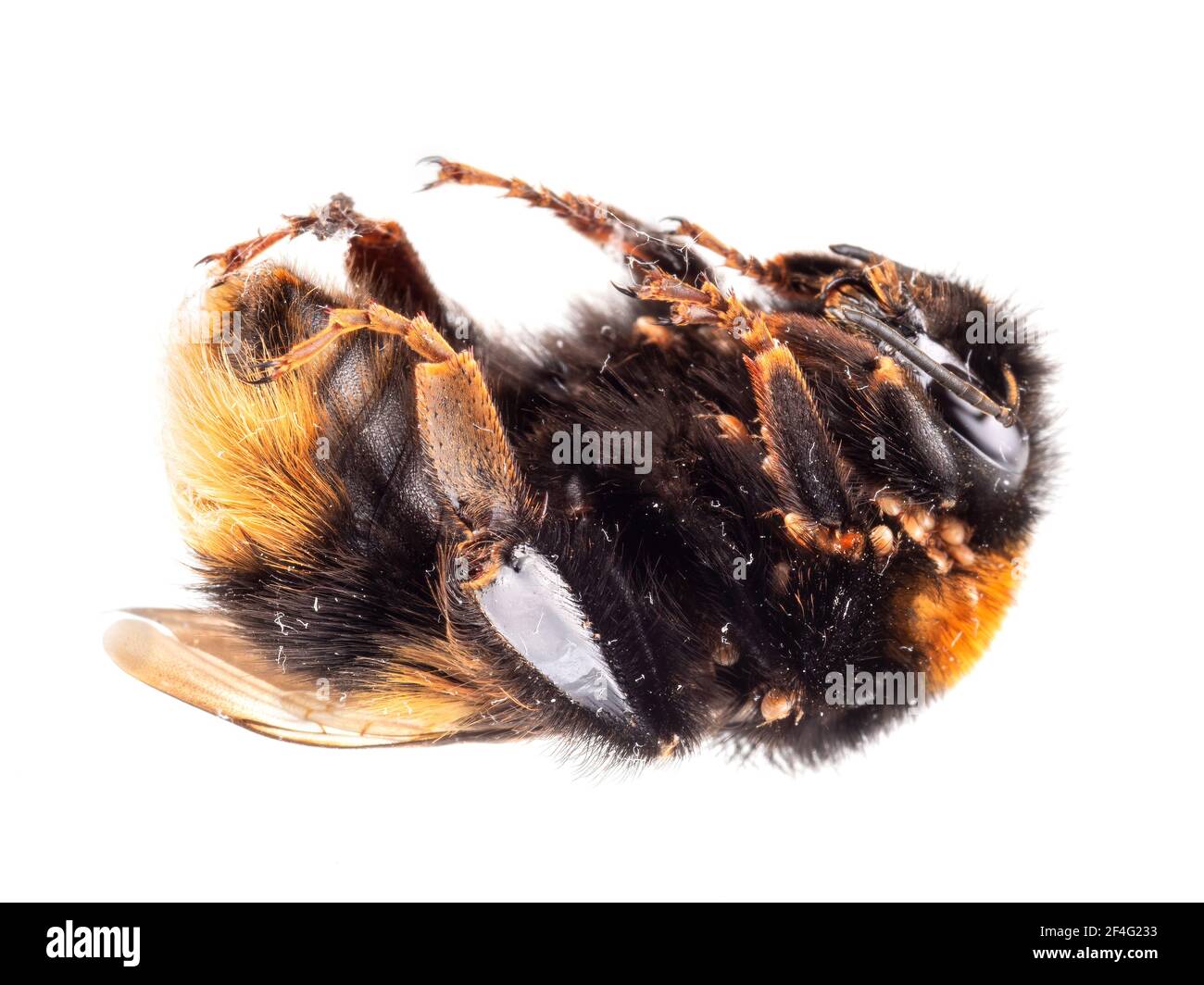 Trouvé mort - Bombus terrestris aka buff-queue ou grande terre bourdon avec des acariens de nid. Banque D'Images