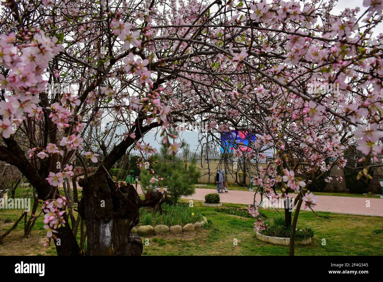 Srinagar, Inde. 21 mars 2021. Les visiteurs marchent à l'intérieur du Baadam Waer (jardin d'Almond) pendant une journée de printemps à Srinagar. Le printemps est arrivé dans la vallée du Cachemire, ce qui marque un dégel de la saison maigre pour le tourisme dans la région de l'Himalaya. Crédit : SOPA Images Limited/Alamy Live News Banque D'Images