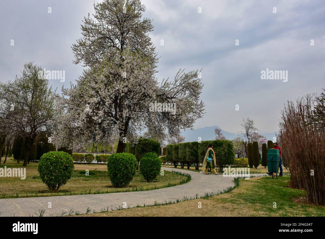 Srinagar, Inde. 21 mars 2021. Les visiteurs marchent à l'intérieur du Baadam Waer (jardin d'Almond) pendant une journée de printemps à Srinagar. Le printemps est arrivé dans la vallée du Cachemire, ce qui marque un dégel de la saison maigre pour le tourisme dans la région de l'Himalaya. Crédit : SOPA Images Limited/Alamy Live News Banque D'Images