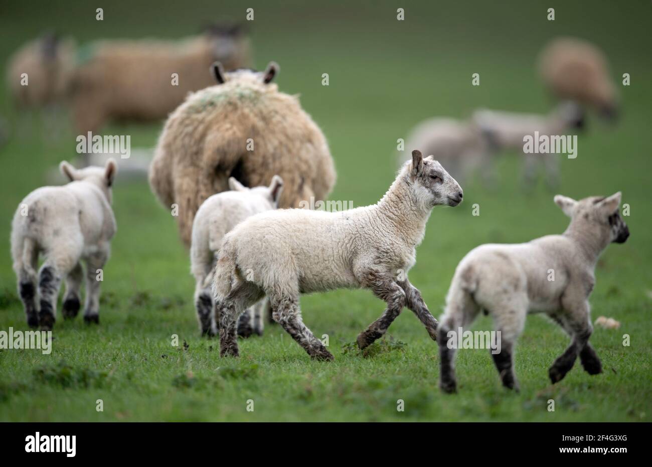 Des moutons et leurs agneaux dans un champ de Duddington, dans le Northamptonshire. Date de la photo: Dimanche 21 mars 2021. Banque D'Images