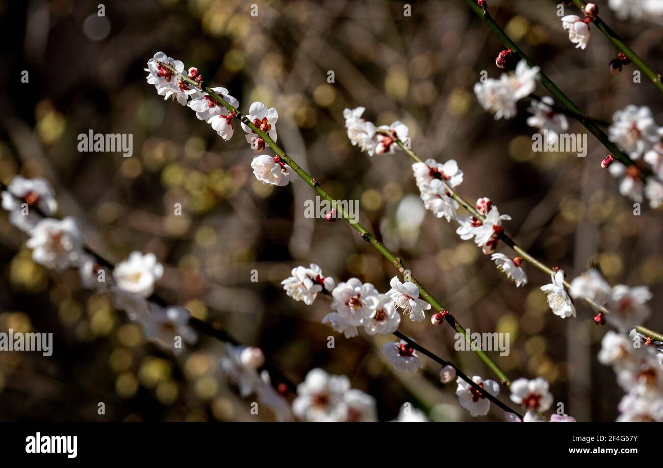 Les fleurs des arbres du printemps éclatent Banque D'Images