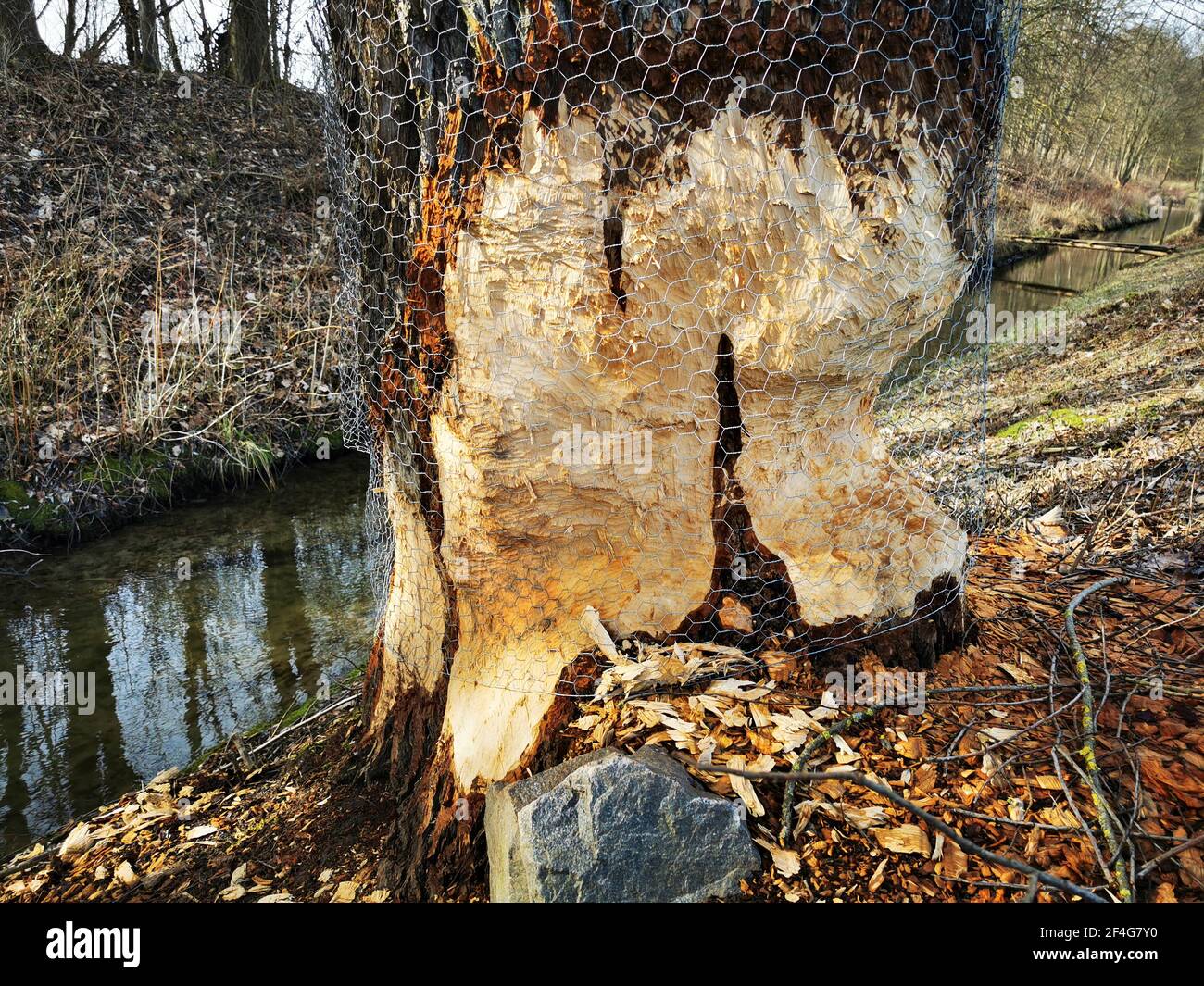 destruction du paysage et abattage des arbres par le castor En Bavière / Haut-Palatinat Banque D'Images