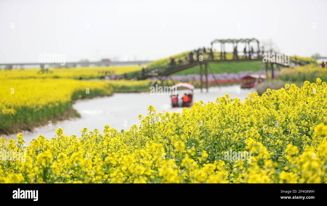 Yangzhou, province chinoise du Jiangsu. 21 mars 2021. Les touristes voient des fleurs de cole en fleurs sur des bateaux à Gaoyou City, province de Jiangsu, en Chine orientale, le 21 mars 2021. Credit: Qi Liguang/Xinhua/Alay Live News Banque D'Images
