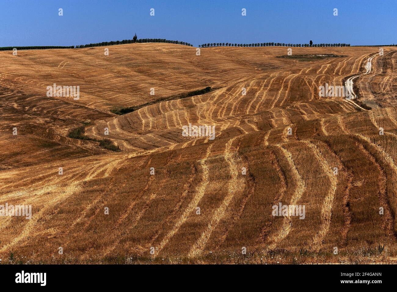 Les machines de récolte laissent des marques de récolte tourbillonnantes en chaume sur les champs de blé des Crete Senesi, au sud-est de Sienne, en Toscane, en Italie. Le paysage vallonné dans certaines parties du Crete Senesi (argiles Seneses) a été causé par l'érosion de l'eau à l'argile molle et les dépôts de sable laissé il y a des millions d'années par une mer de l'époque Pliocène. L'argile, aussi connue sous le nom de mattaione, est parfois moulée par nature dans un «paysage lunaire» de hillocks gris-blancs, de monticules et de falaises, souvent sans terre végétale ou de terre végétale. Banque D'Images