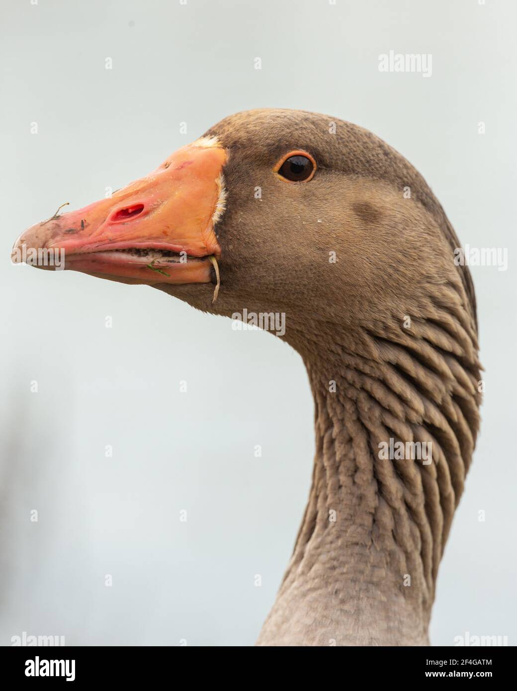 La bernache graylag mâle, également connue sous le nom de Gander, a un profil de tête Banque D'Images