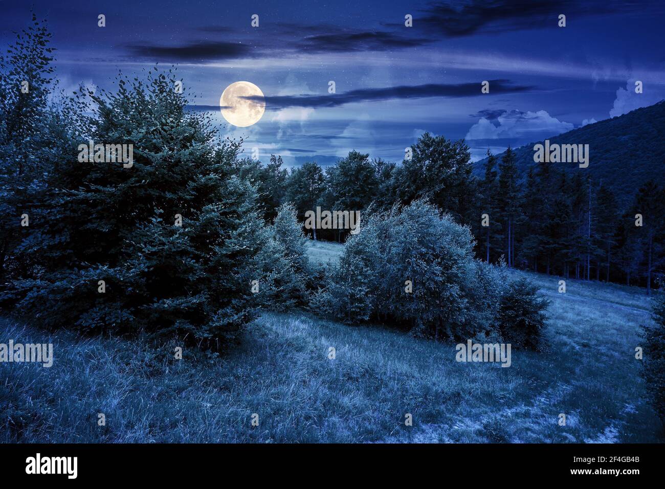 arbres sur la colline dans le paysage d'été la nuit. beau paysage de montagne en pleine lune de lumière Banque D'Images arbres sur la colline dans le paysage d'été la nuit. beau paysage de montagne en pleine lune de lumière Banque D'Images