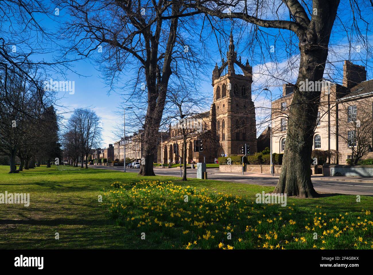 Une exposition de jonquilles, le South inch Perth Ecosse vu au printemps 2021. Banque D'Images