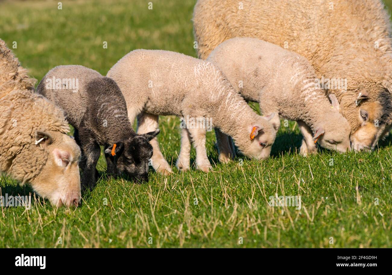 East Lothian, Écosse, Royaume-Uni, 21 mars 2021., Royaume-Uni Météo : les agneaux de printemps au soleil. Les agneaux de moutons Shetland profitent du soleil de printemps dans un champ vert herbacé et leur curiosité permet quelques gros plans. Agneaux mignons avec brebis de mère Banque D'Images