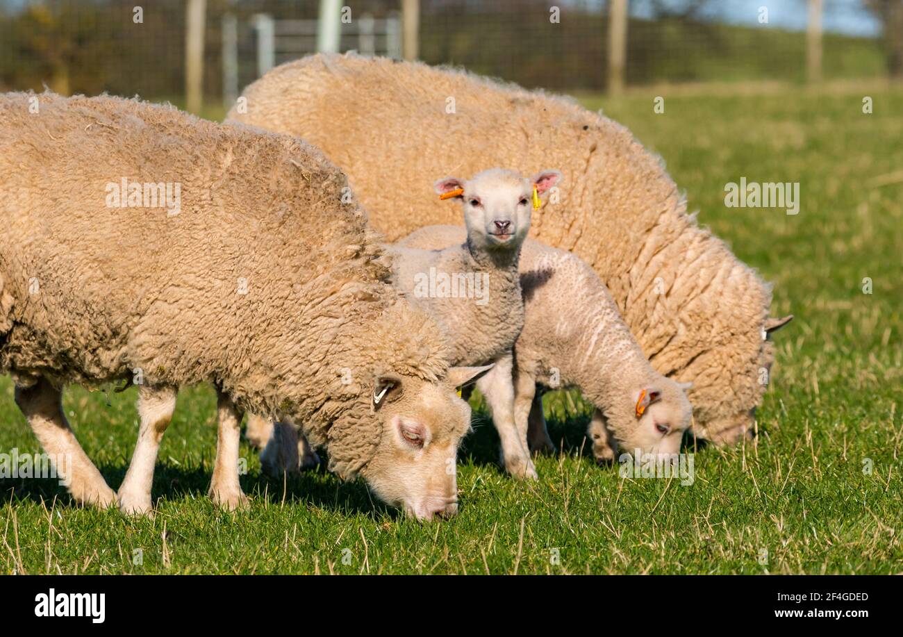 East Lothian, Écosse, Royaume-Uni, 21 mars 2021., Royaume-Uni Météo : les agneaux de printemps au soleil. Les agneaux de moutons Shetland profitent du soleil de printemps dans un champ vert herbacé et leur curiosité permet quelques gros plans. Joli agneaux blancs à motif de printemps avec des brebis Banque D'Images
