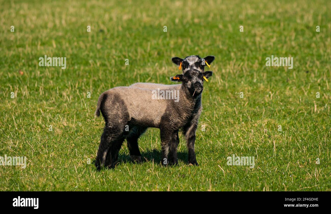 East Lothian, Écosse, Royaume-Uni, 21 mars 2021., Royaume-Uni Météo : les agneaux de printemps au soleil. Les agneaux de moutons Shetland profitent du soleil de printemps dans un champ vert herbacé et leur curiosité permet quelques gros plans. Deux adorables agneaux de printemps Katmoget colorés Banque D'Images