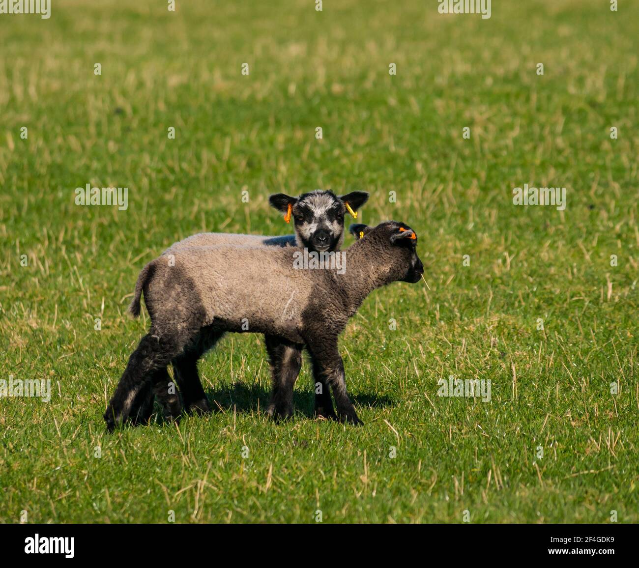 East Lothian, Écosse, Royaume-Uni, 21 mars 2021., Royaume-Uni Météo : les agneaux de printemps au soleil. Les agneaux de moutons Shetland profitent du soleil de printemps dans un champ vert herbacé et leur curiosité permet quelques gros plans. Deux adorables agneaux de printemps Katmoget colorés Banque D'Images