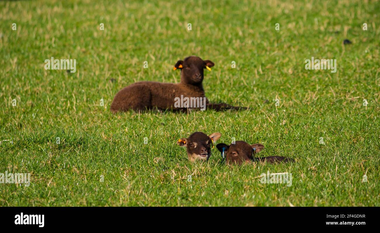 East Lothian, Écosse, Royaume-Uni, 21 mars 2021., Royaume-Uni Météo : les agneaux de printemps au soleil. Les agneaux de moutons Shetland profitent du soleil de printemps. Agneaux à ressort bruns doubles posés dans un champ vert herbacé Banque D'Images