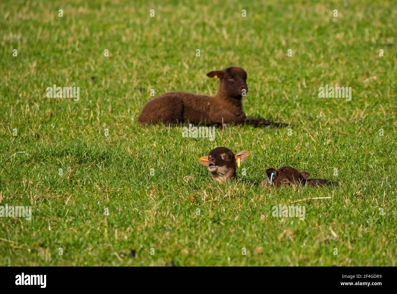 East Lothian, Écosse, Royaume-Uni, 21 mars 2021., Royaume-Uni Météo : les agneaux de printemps au soleil. Les agneaux de moutons Shetland profitent du soleil de printemps. Agneaux à ressort bruns doubles posés dans un champ vert herbacé Banque D'Images