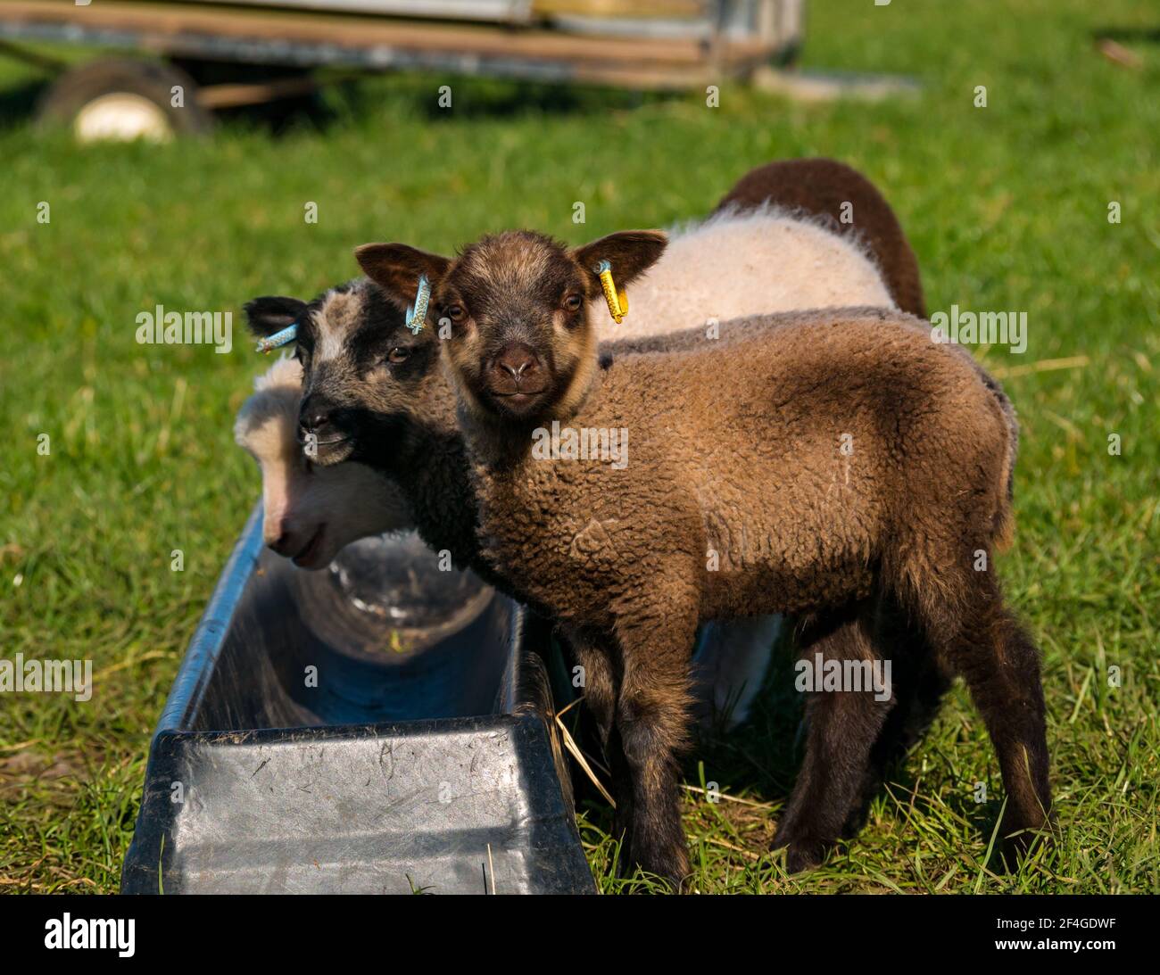 East Lothian, Écosse, Royaume-Uni, 21 mars 2021., Royaume-Uni Météo : les agneaux de printemps au soleil. Les agneaux de moutons Shetland profitent du soleil de printemps dans un champ vert herbacé et leur curiosité permet quelques gros plans. Agneaux mignons dans une variété de couleurs à une alimentation rugueuse Banque D'Images