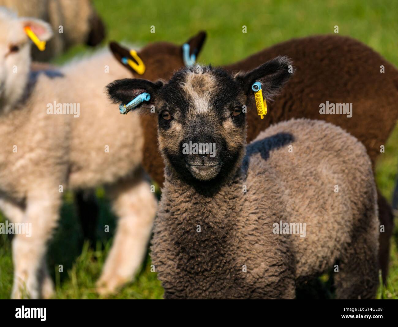 East Lothian, Écosse, Royaume-Uni, 21 mars 2021., Royaume-Uni Météo : les agneaux de printemps au soleil. Les agneaux de moutons Shetland profitent du soleil de printemps dans un champ vert herbacé et leur curiosité permet quelques gros plans. Un mignon agneau de printemps de couleur Katmoget femelle curieuse Banque D'Images